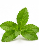 Stevia Leaf Extract